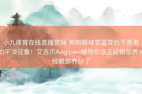 小九体育在线直播官网 狗狗眼球变蓝变白不是老了的平淡征象！艾吉爪Aegipaw辅导你该正经眼部养分了